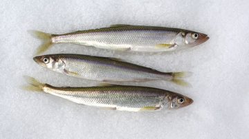 Kaloja jäässä