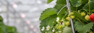 Philips GreenPower LED flowering lamp -kukintalamppu