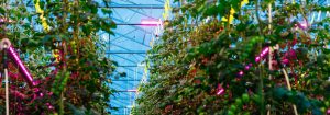 Philips GreenPower LED compact -ylävalaisin