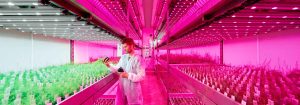 Philips LED Horti -kumppanit