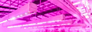 LED-valaistus vertikaaliviljelyyn