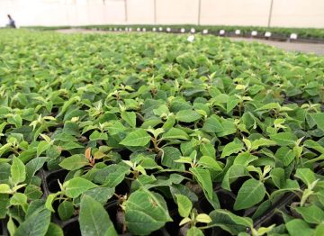 Onnistuneempi juurtuminen