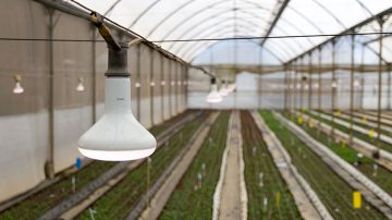 Yksivuotiset kasvit Florensis