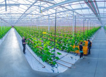 Viljelykäytäntöjemme laatu ja tuotanto