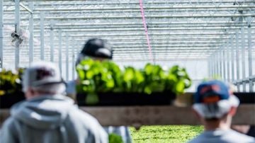 Yksivuotiset kasvit Florensis