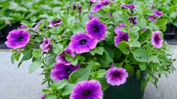 Kasvien ero on kuin yöllä ja päivällä