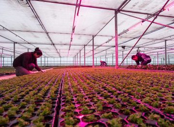 Tilanne, jossa kaikki voittavat