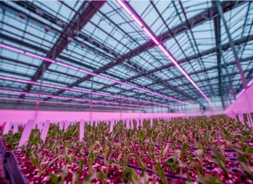 Lucas Greenhouses parantaa kasvatuksen laatua ja nopeutta