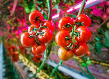 Terveistä kasveista parempi ja laadukkaampi sato 